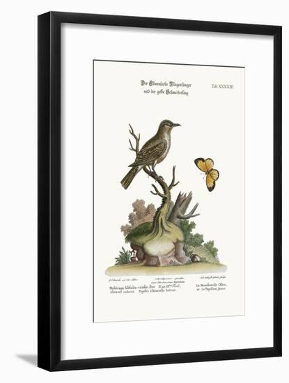 The Olive-Coloured Flycatcher and the Yellow Butterfly, 1749-73-George Edwards-Framed Giclee Print
