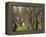 The Olive Grove, C.1910-John Singer Sargent-Framed Premier Image Canvas