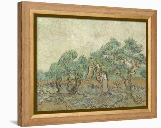 The Olive Orchard, 1889-Vincent van Gogh-Framed Premier Image Canvas