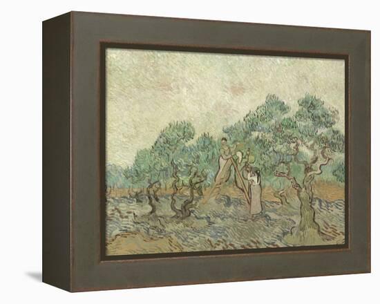 The Olive Orchard, 1889-Vincent van Gogh-Framed Premier Image Canvas