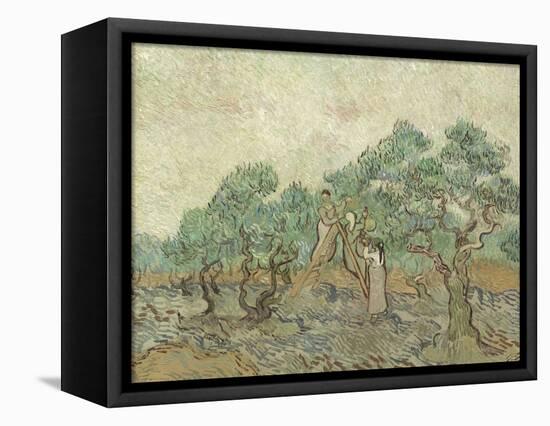 The Olive Orchard, 1889-Vincent van Gogh-Framed Premier Image Canvas