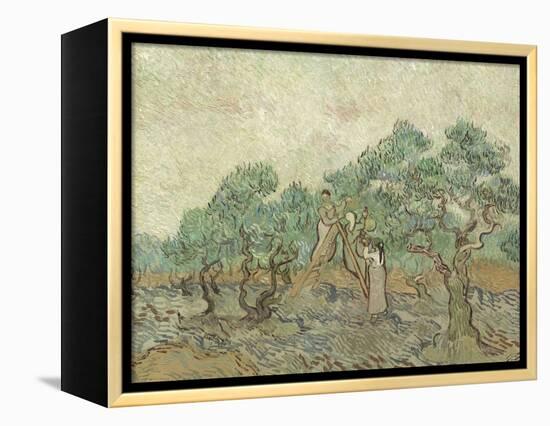 The Olive Orchard, 1889-Vincent van Gogh-Framed Premier Image Canvas