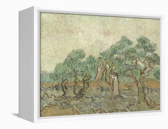 The Olive Orchard, 1889-Vincent van Gogh-Framed Premier Image Canvas