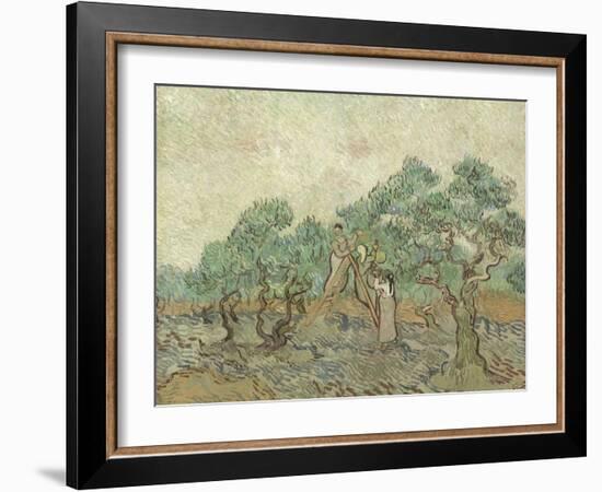 The Olive Orchard, 1889-Vincent van Gogh-Framed Giclee Print