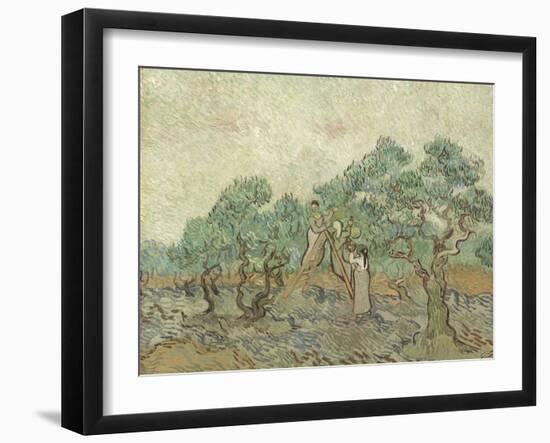 The Olive Orchard, 1889-Vincent van Gogh-Framed Giclee Print