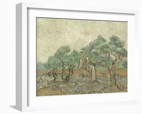 The Olive Orchard, 1889-Vincent van Gogh-Framed Giclee Print