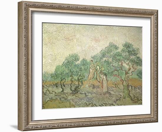 The Olive Orchard, 1889-Vincent van Gogh-Framed Giclee Print