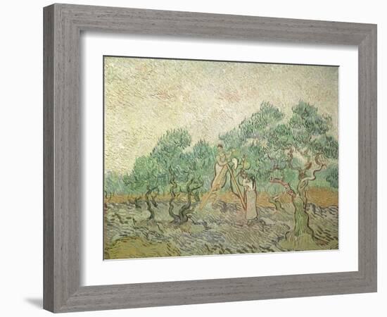 The Olive Orchard, 1889-Vincent van Gogh-Framed Giclee Print