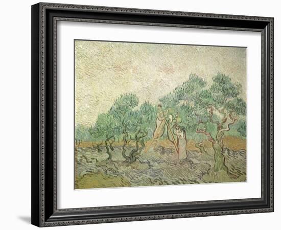 The Olive Orchard, 1889-Vincent van Gogh-Framed Giclee Print