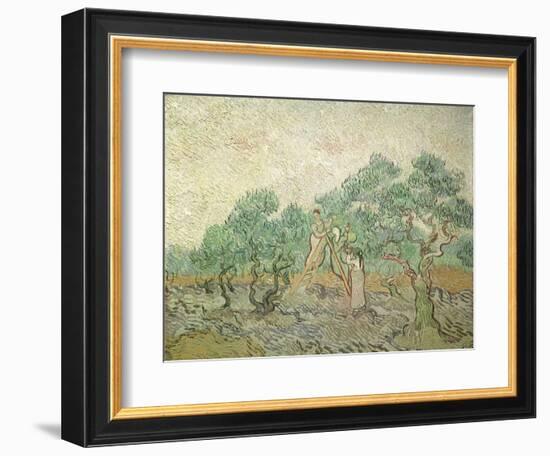 The Olive Orchard, 1889-Vincent van Gogh-Framed Giclee Print