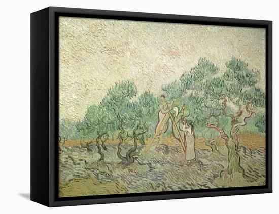 The Olive Orchard, 1889-Vincent van Gogh-Framed Premier Image Canvas