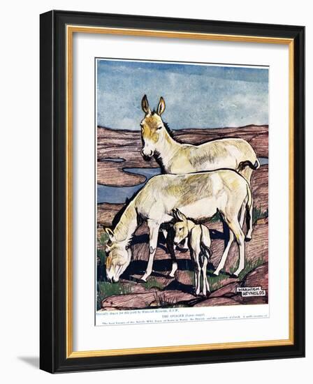 The Onager, from 'The New Natural History', by John Arthur Thompson (1861-1-Warwick Reynolds-Framed Giclee Print