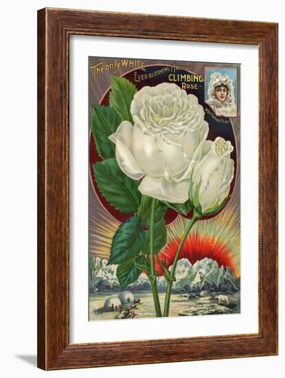 The Only White Ever-Blooming Hardy Climbing Rose-null-Framed Art Print