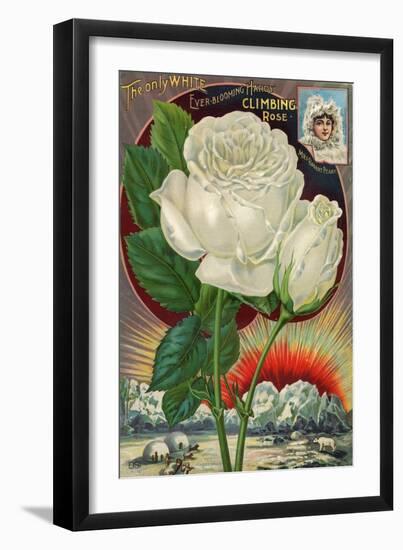 The Only White Ever-Blooming Hardy Climbing Rose-null-Framed Art Print