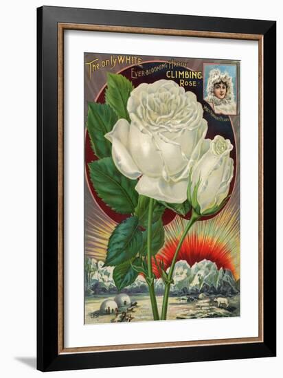 The Only White Ever-Blooming Hardy Climbing Rose-null-Framed Art Print