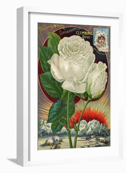 The Only White Ever-Blooming Hardy Climbing Rose-null-Framed Art Print