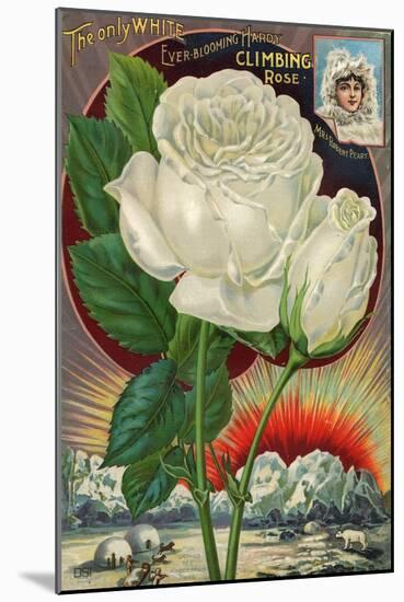The Only White Ever-Blooming Hardy Climbing Rose-null-Mounted Art Print