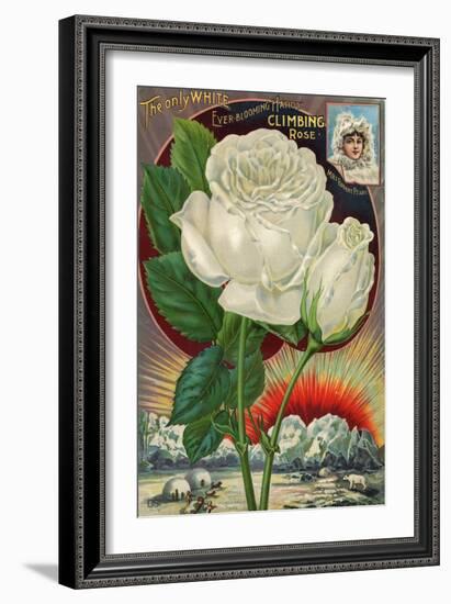 The Only White Ever-Blooming Hardy Climbing Rose-null-Framed Art Print