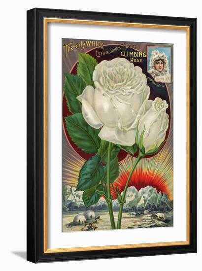 The Only White Ever-Blooming Hardy Climbing Rose-null-Framed Art Print