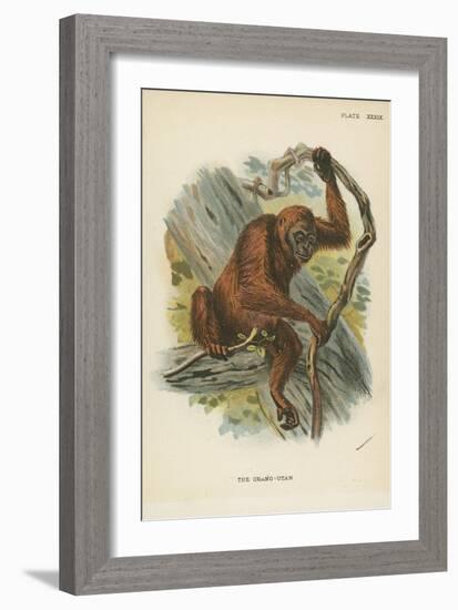 The Orang-Utan-null-Framed Giclee Print