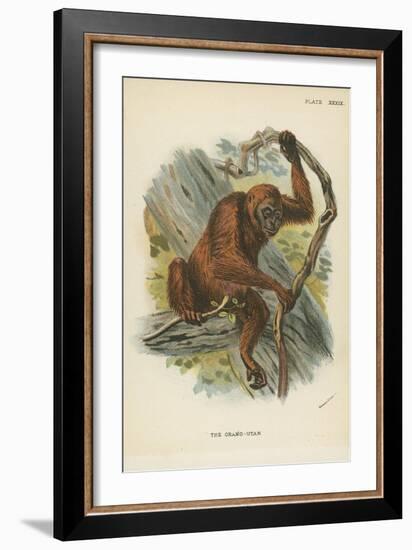 The Orang-Utan-null-Framed Giclee Print