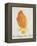 The Orange Colour Bird, from "Sixteen Drawings of Comic Birds"-Edward Lear-Framed Premier Image Canvas