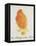 The Orange Colour Bird, from "Sixteen Drawings of Comic Birds"-Edward Lear-Framed Premier Image Canvas