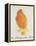 The Orange Colour Bird, from "Sixteen Drawings of Comic Birds"-Edward Lear-Framed Premier Image Canvas