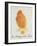 The Orange Colour Bird, from "Sixteen Drawings of Comic Birds"-Edward Lear-Framed Giclee Print