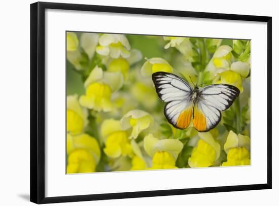 The Orange Gull Butterfly, Cepora Iudith Malaya-Darrell Gulin-Framed Photographic Print