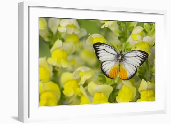 The Orange Gull Butterfly, Cepora Iudith Malaya-Darrell Gulin-Framed Photographic Print