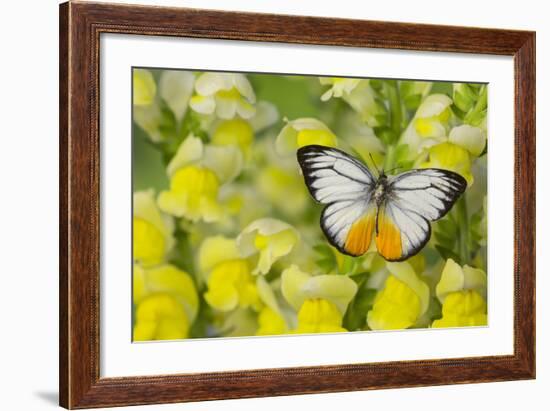The Orange Gull Butterfly, Cepora Iudith Malaya-Darrell Gulin-Framed Photographic Print