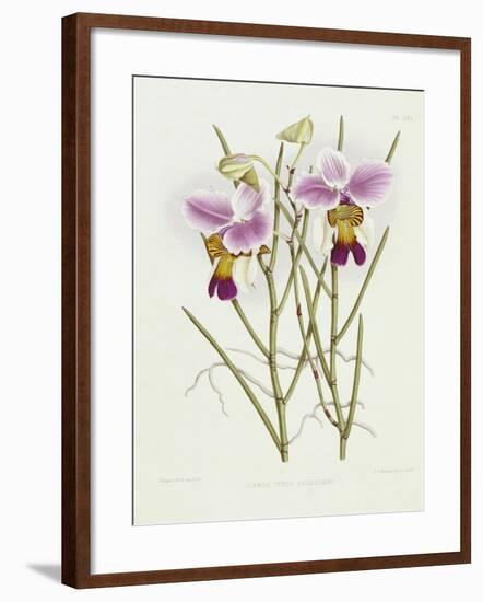 The Orchid Album Plate 475-null-Framed Giclee Print