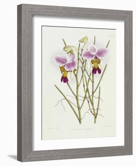 The Orchid Album Plate 475-null-Framed Giclee Print