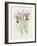 The Orchid Album Plate 475-null-Framed Giclee Print