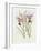 The Orchid Album Plate 475-null-Framed Giclee Print