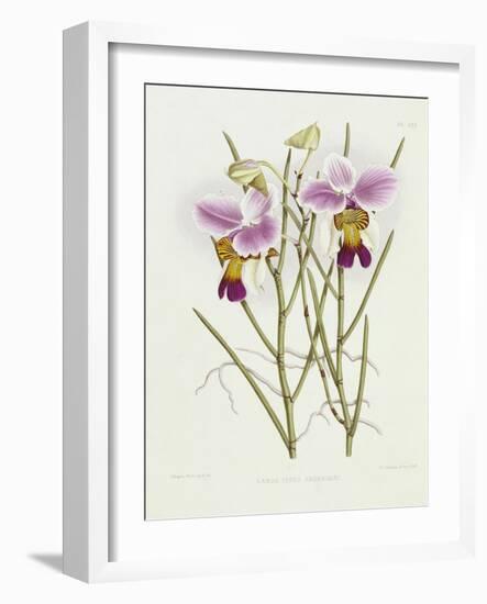 The Orchid Album Plate 475-null-Framed Giclee Print