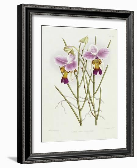 The Orchid Album Plate 475-null-Framed Giclee Print