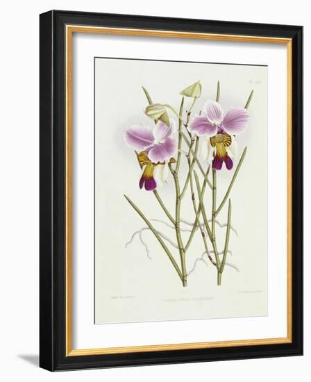 The Orchid Album Plate 475-null-Framed Giclee Print