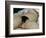 The Origin of the World, 1866-Gustave Courbet-Framed Giclee Print