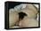 The Origin of the World, 1866-Gustave Courbet-Framed Premier Image Canvas