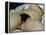 The Origin of the World, 1866-Gustave Courbet-Framed Premier Image Canvas