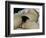 The Origin of the World, 1866-Gustave Courbet-Framed Premium Giclee Print