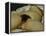 The Origin of the World-Gustave Courbet-Framed Premier Image Canvas