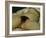 The Origin of the World-Gustave Courbet-Framed Giclee Print