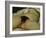 The Origin of the World-Gustave Courbet-Framed Giclee Print