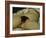 The Origin of the World-Gustave Courbet-Framed Giclee Print