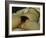 The Origin of the World-Gustave Courbet-Framed Giclee Print