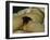 The Origin of the World-Gustave Courbet-Framed Giclee Print