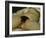 The Origin of the World-Gustave Courbet-Framed Giclee Print